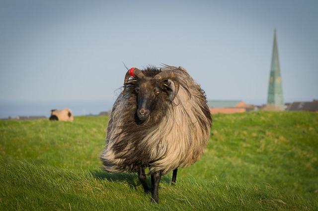 11 schaap.jpg